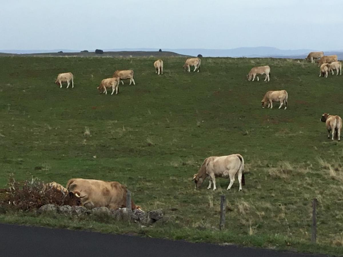 Lo Vedelier D'Aubrac Laguiole Exterior foto